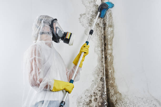 Professional Mold Remediation in Indianola, WA