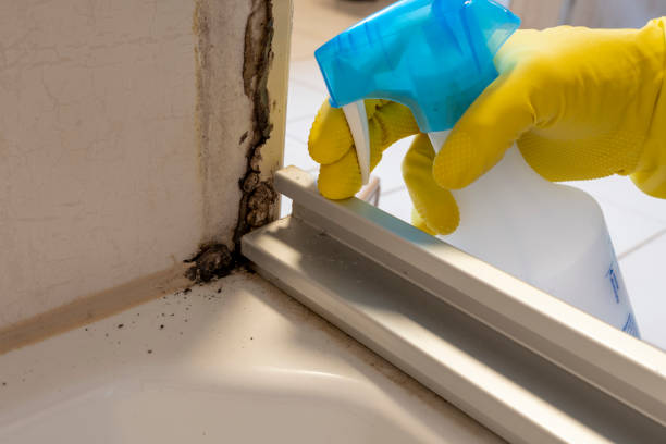 Best Localized Mold Remediation (e.g., coastal areas, humid climates) in Indianola, WA