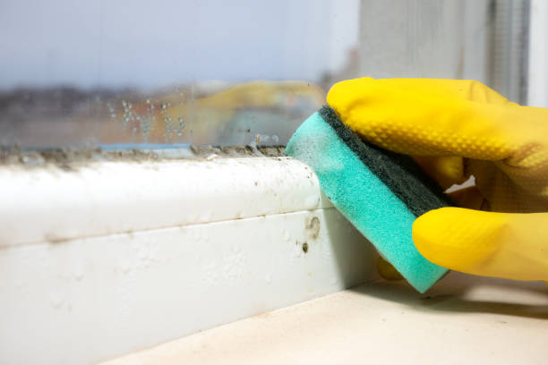 Best Post-Flood Mold Remediation in Indianola, WA