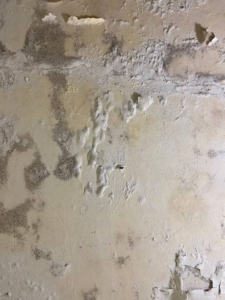 Best Commercial Mold Remediation in Indianola, WA