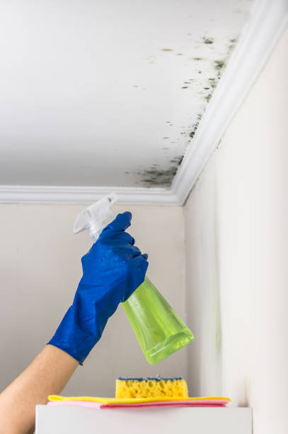 Best Attic Mold Remediation in Indianola, WA